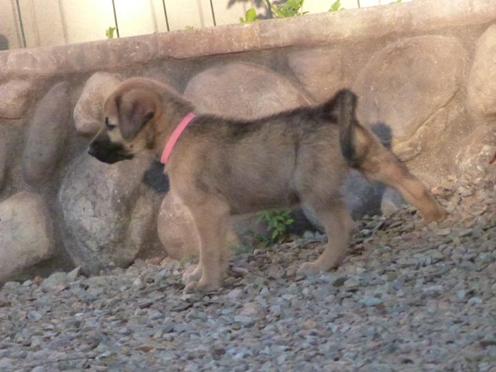chinook dog